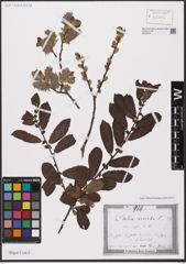 Foto von Salix aurita L.